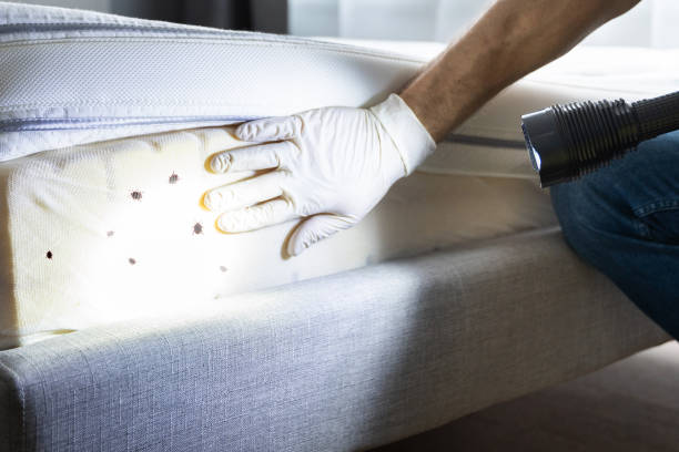 Best Cockroach Control Services  in Youngstown, NY