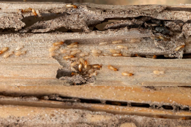 Reliable Youngstown, NY Pest Control Solutions