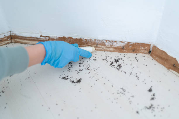 Best Termite Control Services  in Youngstown, NY